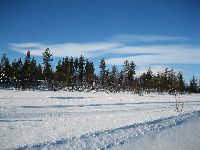 Pohled na Lapplandskou krajinu ze saní